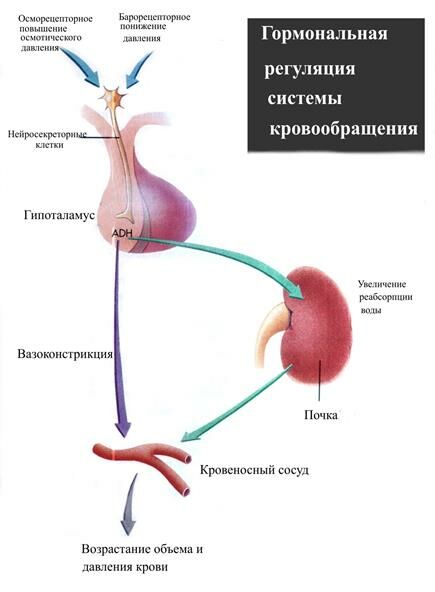 гормональяная регуляция системы