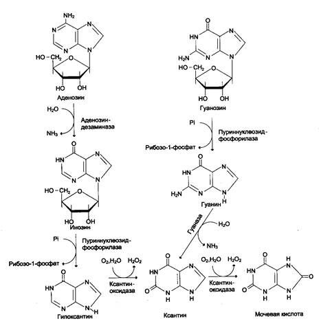 катаболизм пуринов до мочевины