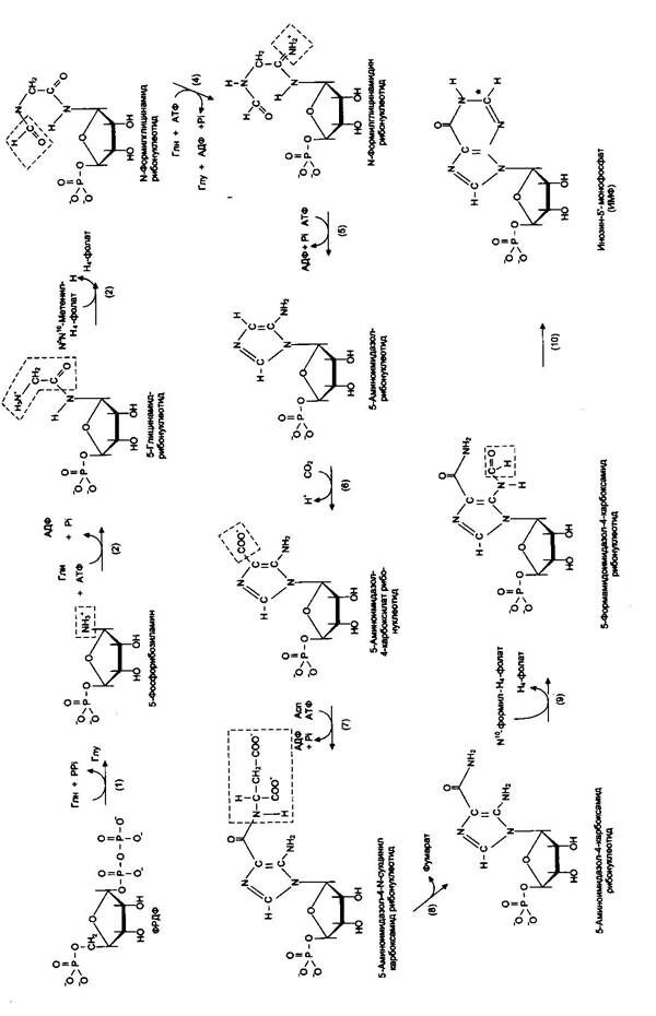 синтез нуклеотидов