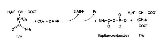 синтез%20карбомоилфосфата