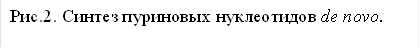 Рис.2. Синтез пуриновых нуклеотидов de novo.