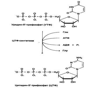 Синтез%20ЦТФ%20из%20УТФ