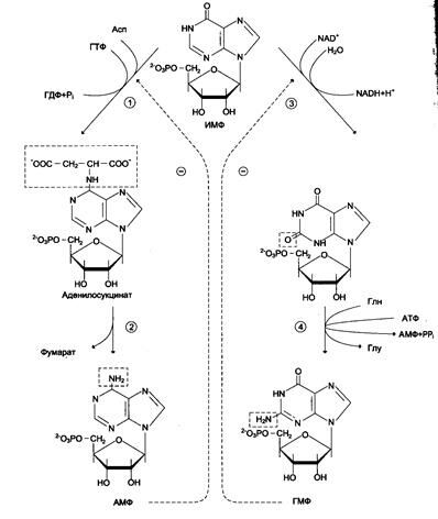 синтез АМФ
