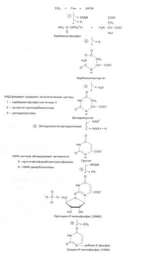 биосинтез%20УМФ