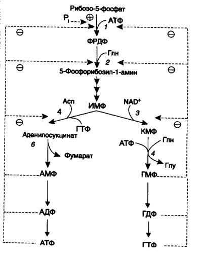 Регуляция синтеза пуринов