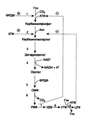 Регуляция%20синтеза%20пиримидиновых%20оснований