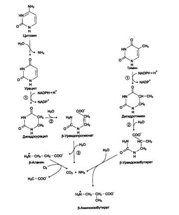катаболизм%20пиримидинов