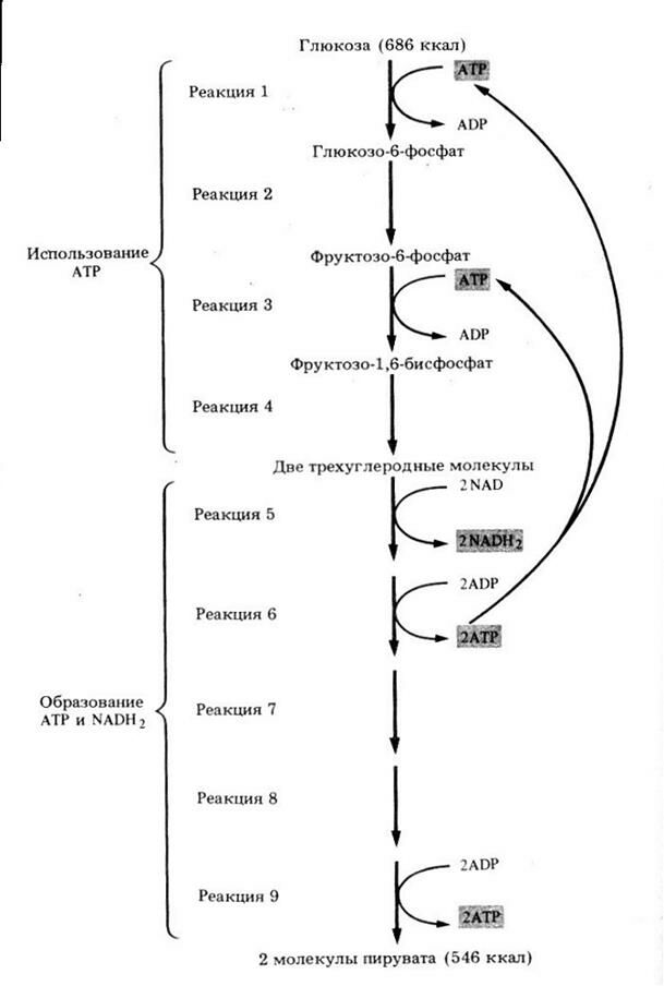 glycolyse_scheme_