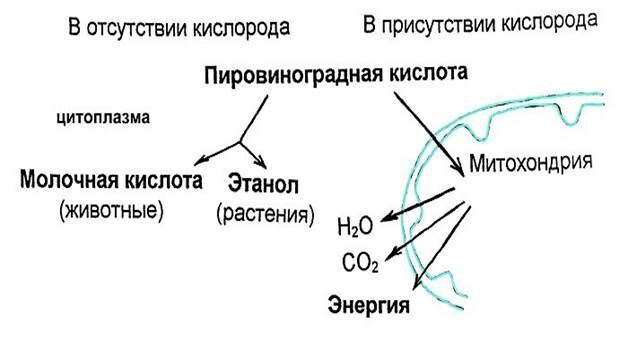 glycolyse_respiration_