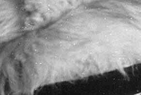 Описание: Лиза фрагмент 1