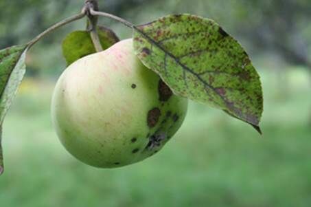 Описание: IMG_0636 мал.jpg