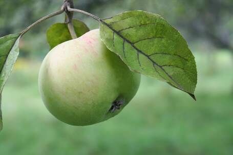 Описание: IMG_0636-1