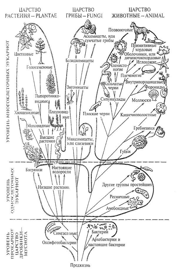 Описание: рисунок