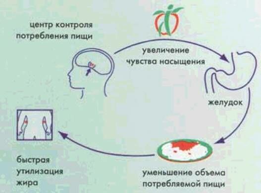 Описание: meridia2