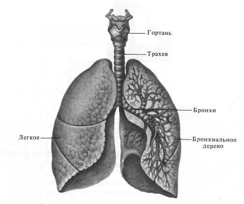 +Общий план строения дыхательной системы