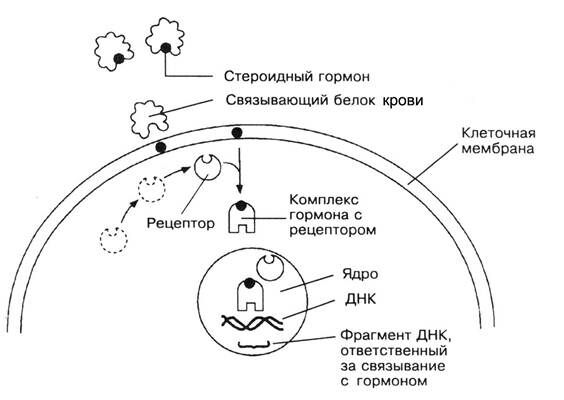 +клеточные механизмы действия стероидных гормонов