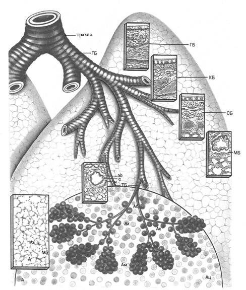 +схема воздухоносных путей