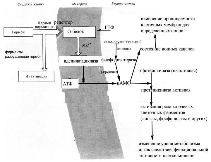 +аденилатциклазный механизм