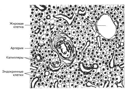 +околощитовидные железы (гистоструктура)