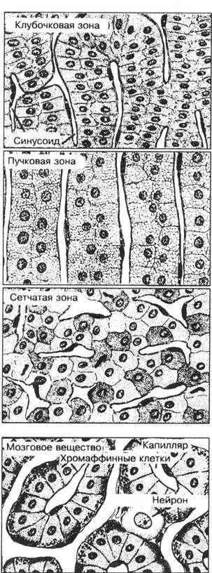 +Схема надпочечника