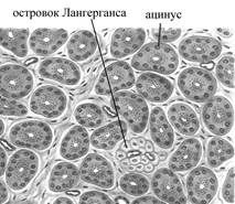 +поджелудочная железа (гистоструктура)