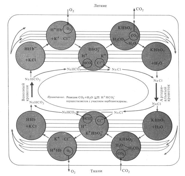 +Транспорт газов кровью