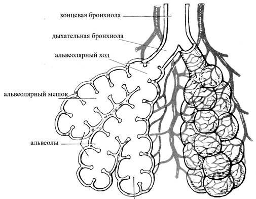+респираторный отдел