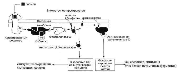 +клеточные механизмы действия белково-пептидных гормонов (посредник-диацилглицерол)
