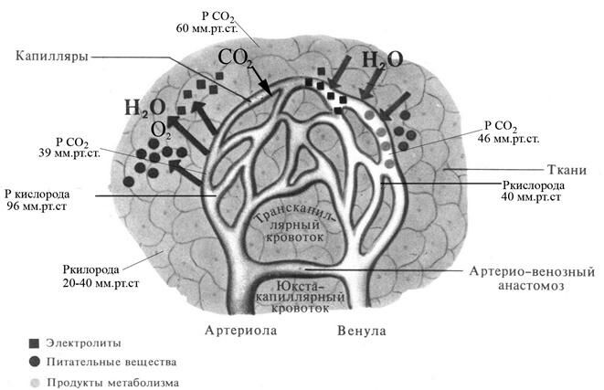 +Газообмен на уровне тканей
