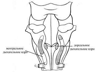 +Ядра дыхательного центра