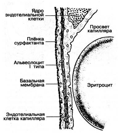 +аэрогематический барьер
