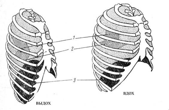 +вдох+выдох