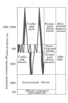 +Легочные объемы