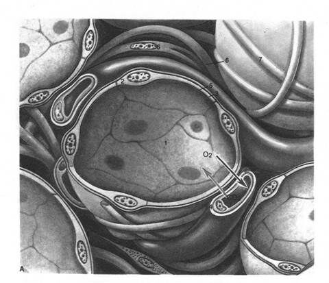 +схема газообмена