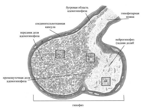 +Гипофиз (гистоструктура)