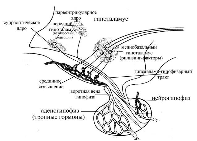 +схема гипоталамо-гипофизарной системы