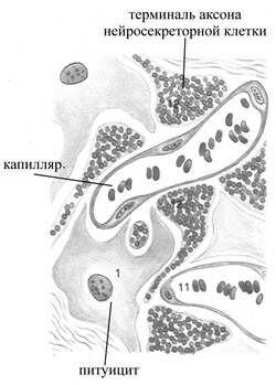 +аксовазальный синапс