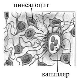 +Эпифиз (гистоструктура)