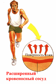 Описание: Тепло выводится из организма за счет расширения кровеносных сосудов