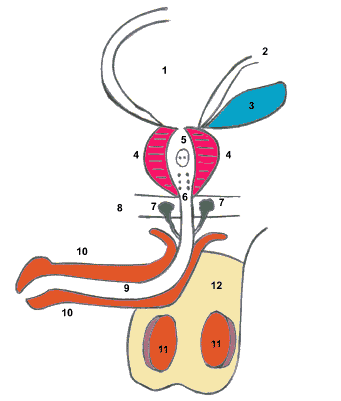 Описание: Простатит. Заболевания половых органов