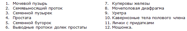 Описание: Простатит. Заболевания половых органов