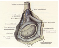 Описание: Простатит. Заболевания половых органов