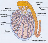 Описание: Простатит. Заболевания половых органов