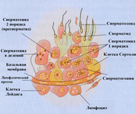 Описание: Простатит. Заболевания половых органов