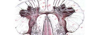 Описание: мозг