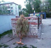 Искусственная или натуральная ёлка?