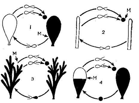 ядерные фазы водорослей