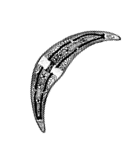 рисунки%20водорослей%208