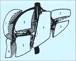 Сегменты печени - схема.