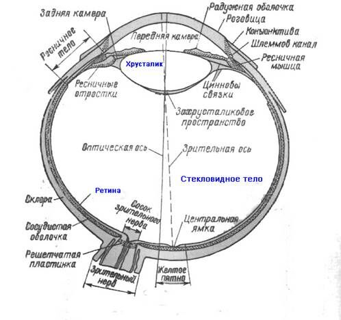 Описание: Глаз